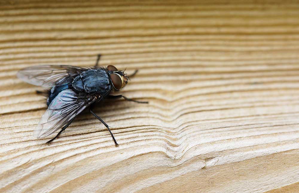 Cómo eliminar plaga de moscas