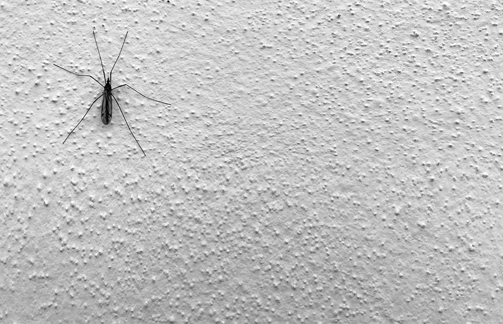¿Por dónde entran las arañas a casa (y cómo prevenirlo)? - Productos Antiplagas - Blog